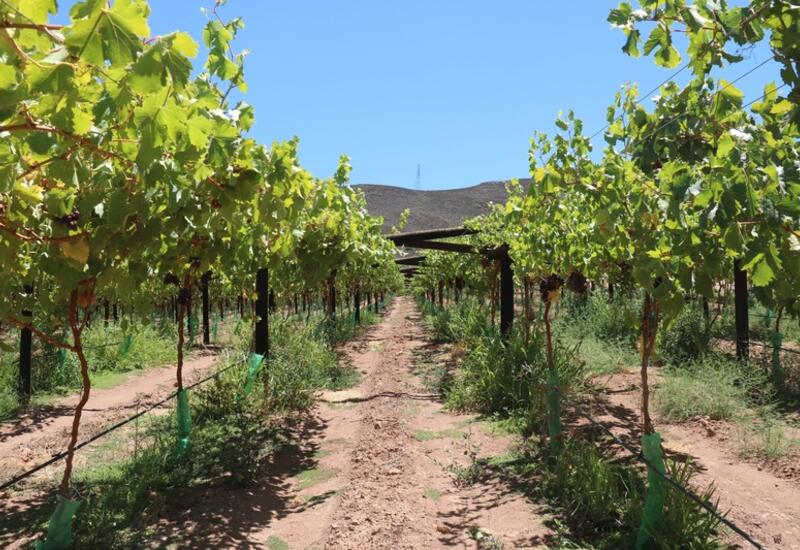 Après une campagne 2019-2020 rendue difficile par les conditions météorologiques, la récolte de raisin de table revient à la normale cette année en Afrique du Sud.  © SATI