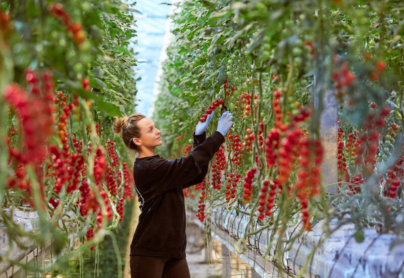 10 à 20 % des tomates produites par Hoogstraten sont expédiées en France. 