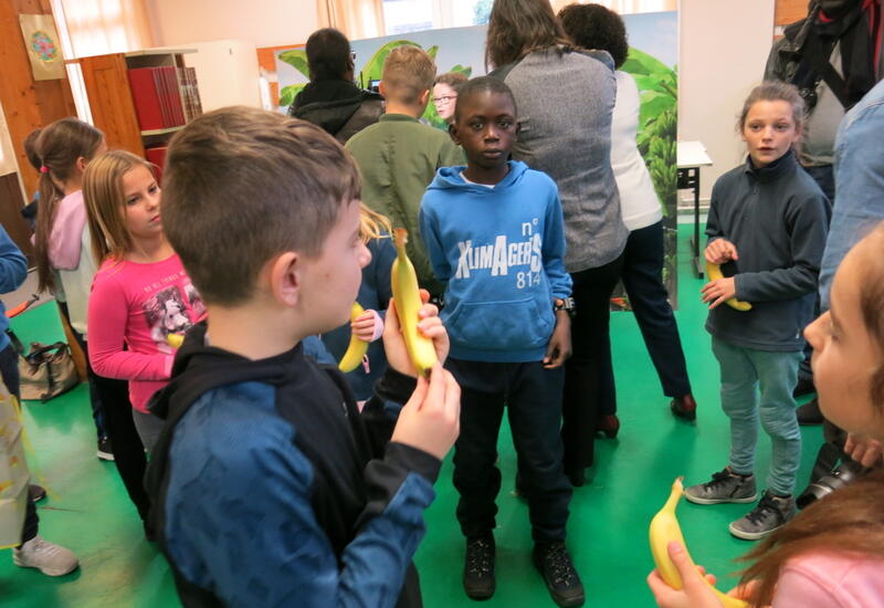 90% des ménages français achètent de la banane. C’est le deuxième fruit le plus consommé après la pomme et elle représente 17% des volumes de fruits vendus en 18 actes d’achat.
