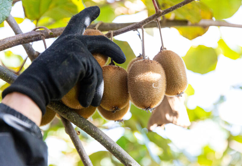 La consommation du kiwi est dynamique mais la production française est, elle, insuffisante.