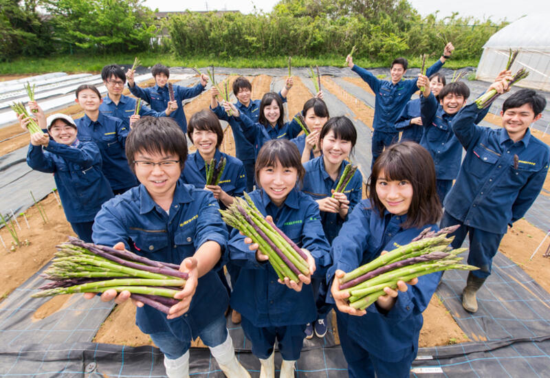 L'engouement des Japonais pour l'asperge les conduit à innover dans des techniques de production précoces et intensives.