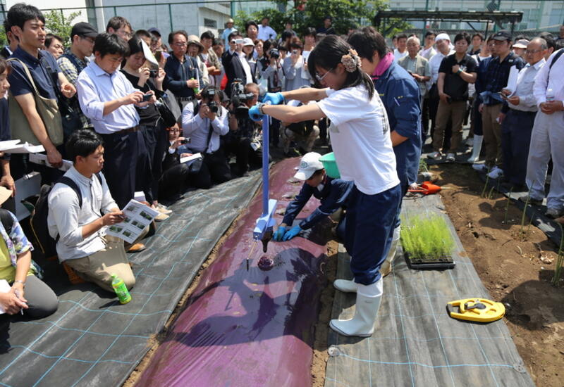 Très médiatisée, la méthode “whole harvest cultivation method for one-year-old plants” se développe rapidement au Japon.