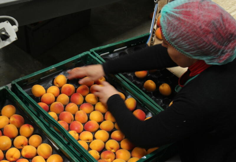 Entre six et huit références pourraient être développées pour la segmentation de l’abricot afin de répondre aux différents besoins des consommateurs.