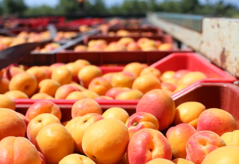 La couleur préférée des abricots par les consommateurs est l’orange et l’orange pigmenté de rouge.