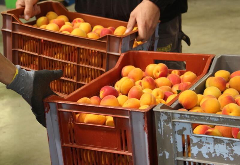 La couleur préférée des consommateurs pour l'abricot est l’orange et l’orange pigmenté de rouge.