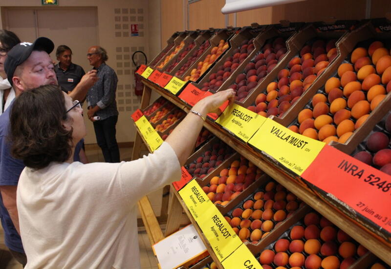 Les consommateurs au profil « tolérant» acceptent des abricots fermes et acides, mais rejettent les abricots farineux.
