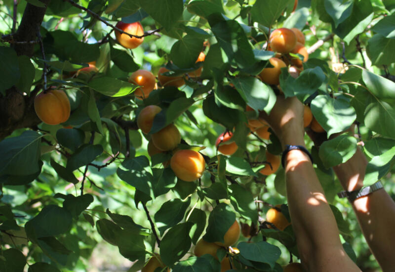 La filière abricot devrait retrouver des niveaux de production plus normaux pour la deuxième année consécutive.