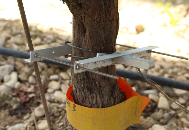 Les capteurs pour suivre le flux de sève dans le tronc permettent de limiter l’irrigation toute en optimisant la qualité de fruit.
