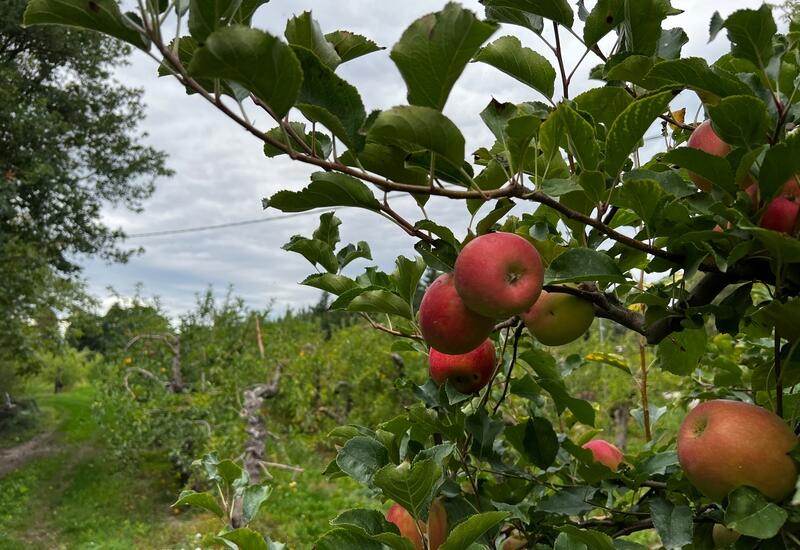 Grâce à l'extension des frigos, les pommes des vergers de Fruits du Campredon sont stockés pour être vendues directement au magasin de la ferme.