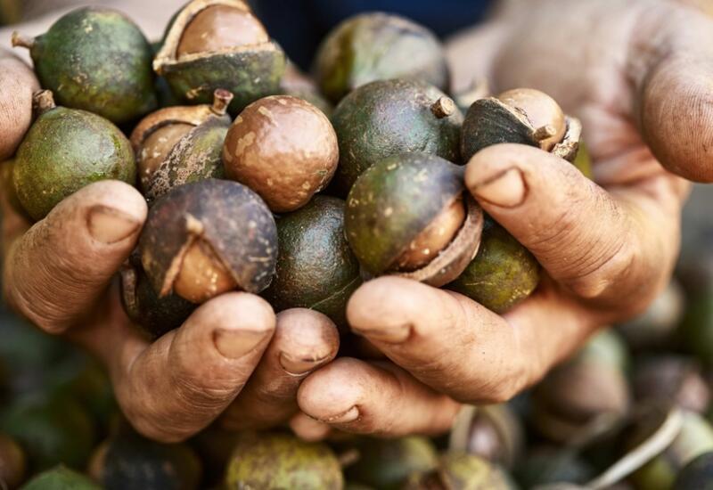 La noix de macadamia est consommée par les peuples aborigènes depuis plus de 5 000 ans.