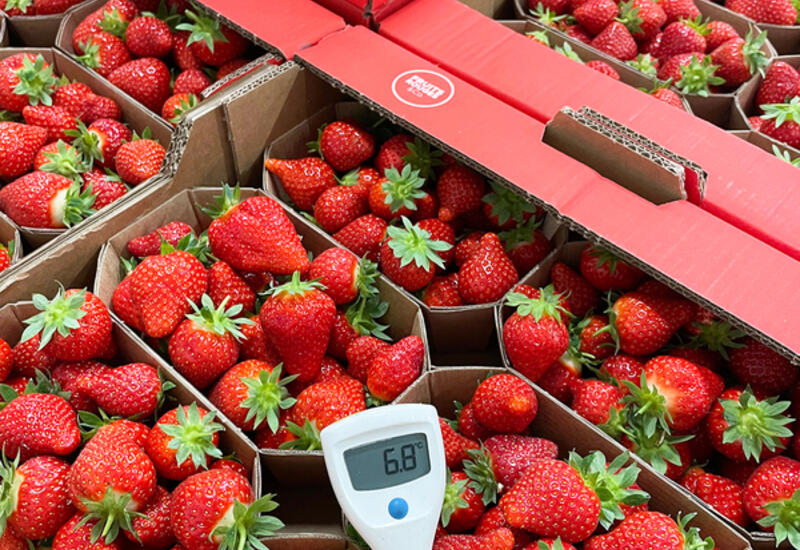 La température des fraises est contrôlée à l’arrivée en station pour optimiser la conservation des fraises.