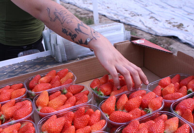 Actuellement, les producteurs conditionnent dès la récolte les fraises en barquette dans les colis d’expédition, ce qui oblige à refroidir le colis en même temps que ...