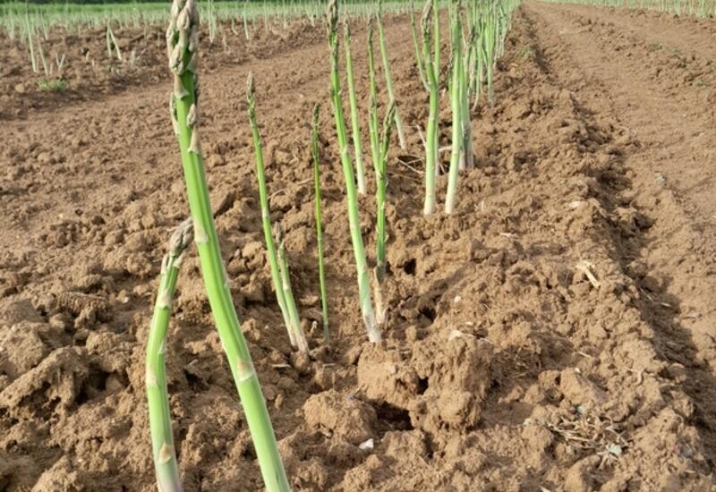 Cédric Lacombe a subi des vols répétés de ses asperges sur une plantation d'un an, mettant ainsi en difficulté l'implantation de l'aspergeraie.