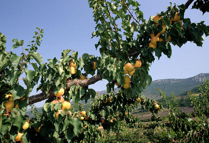 Fruits / Arboriculture / Abricots à maturité sur une branche
