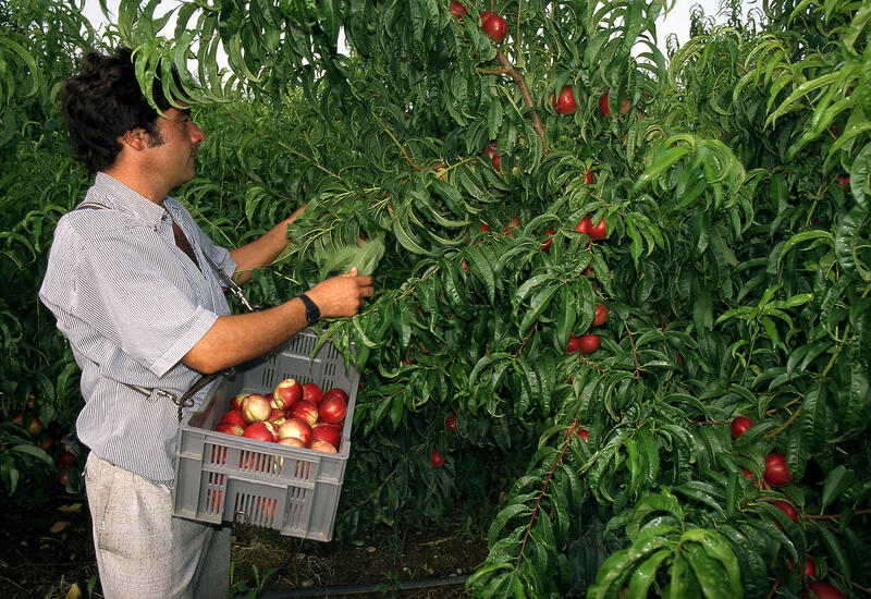 Fruits / Arboriculture / Récolte / Cueillette des nectarines