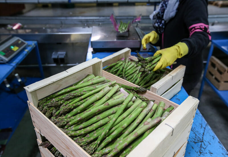 mise en caisses d'aspertge vertes dans une station de conditionnement