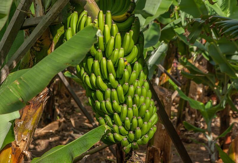 régimes de bananes 