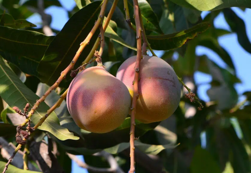 mangue sur arbre en gros plan