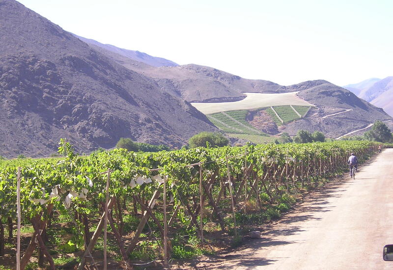 production de raisins dans l'Atacama au Chili