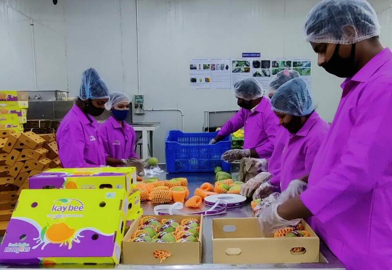 ouvrier indiens conditionnant des mangues chez Kay Bee Exports
