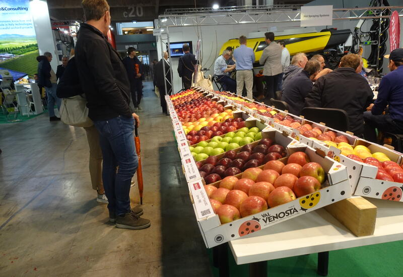 visiteur devant étal de pommes dans un salon