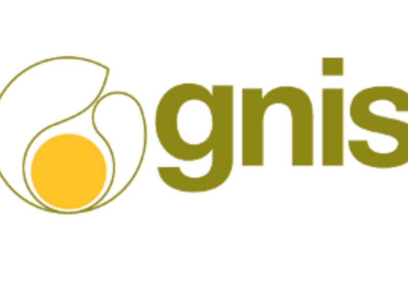 Vignette