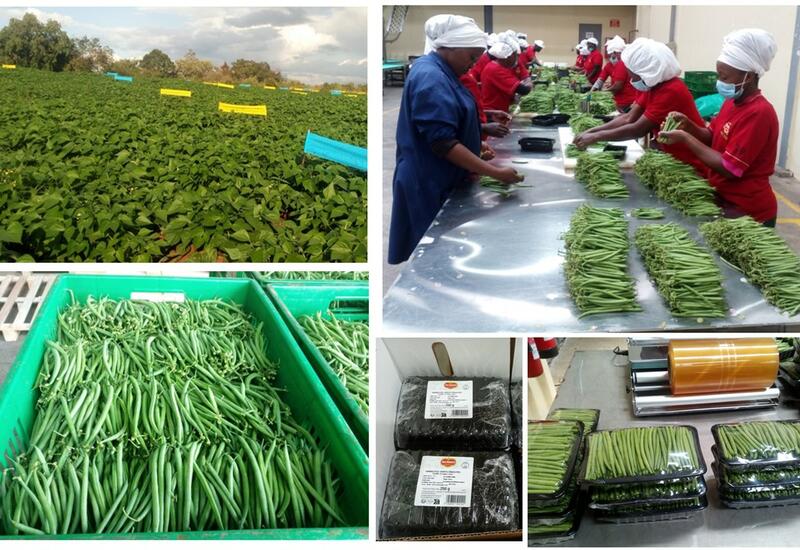 Production, récolte, tri et calibrage et embarquettage de haricots verts extra fins du Kenya par Del Monte.