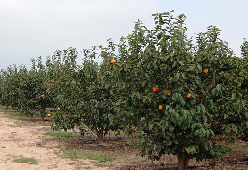 Kaki : plantation et culture - Climat, récolte et entretien