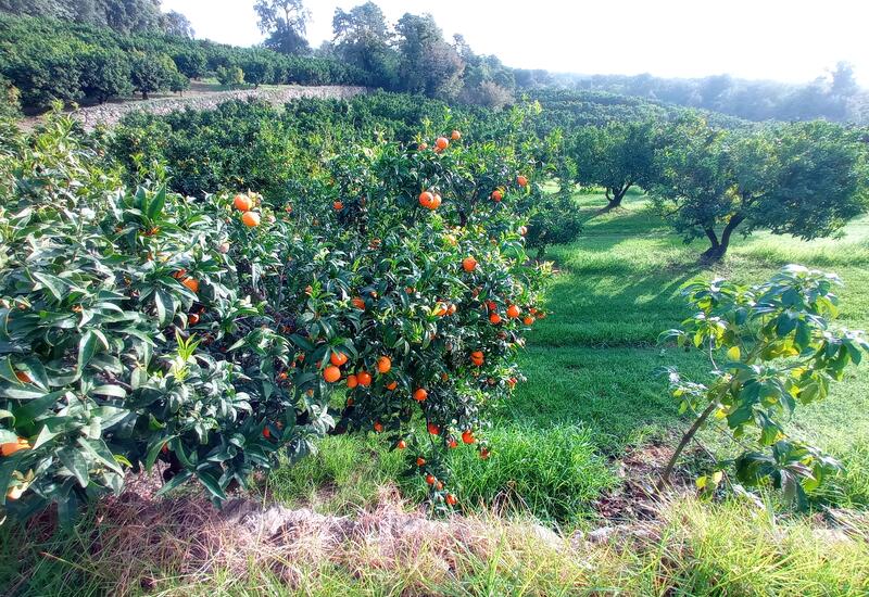 La clémentine de Corse IGP  Ministère de l'Agriculture et de la