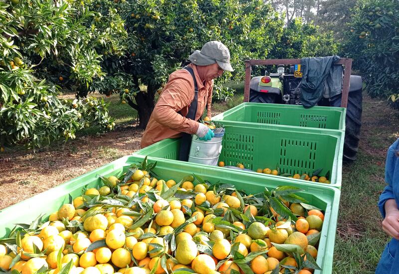 La clémentine de Corse IGP  Ministère de l'Agriculture et de la