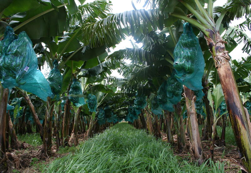 Des bananes cultivées… dans les Pyrénées-Orientales