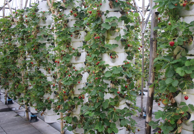 collones de cultures aéroponiques avec fraise