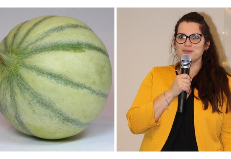 Les piqûres de nutrition des cochenilles blanches du mûrier (ici des femelles) peuvent conduire au dépérissement des arbres. © La Morinière