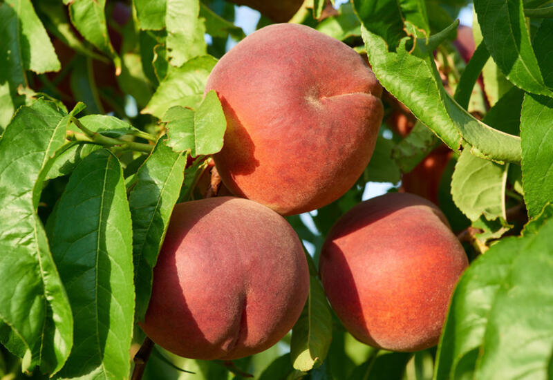 Produits Dimport Des Prix De Pleine Saison Réussir Fruits And Légumes