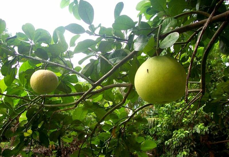 pomelos