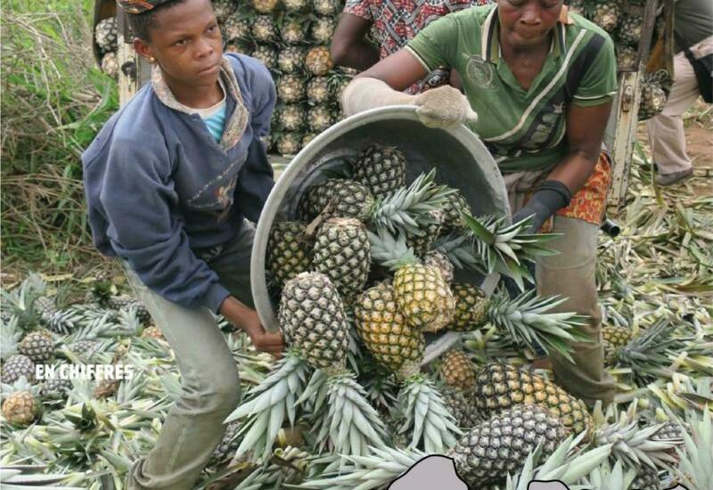Ananas Pain de sucre - au kg