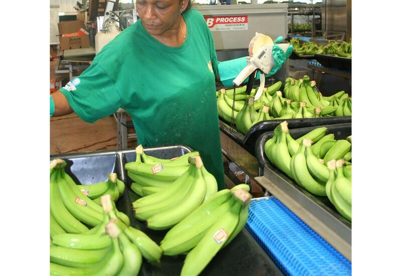 À l'export, le marché de la banane passe au jaune