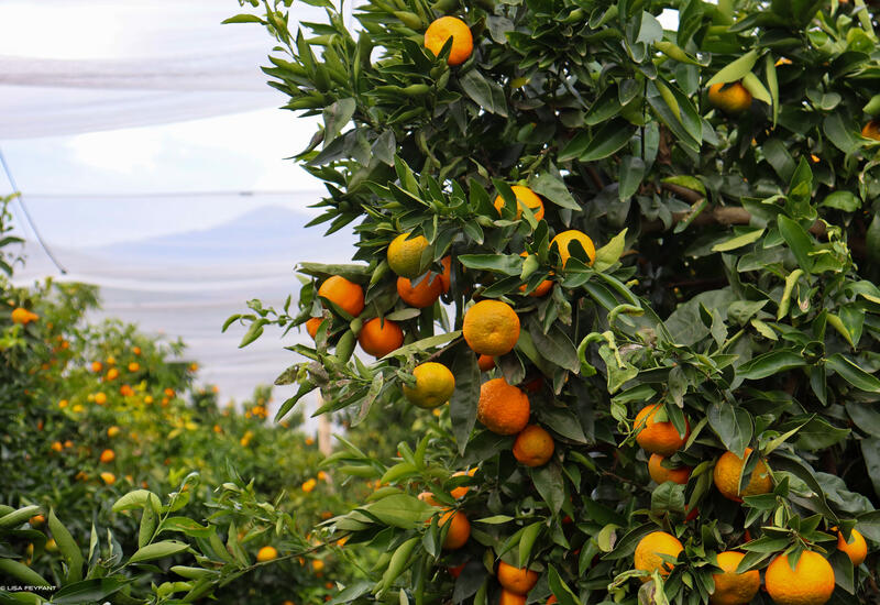 La clémentine de Corse IGP  Ministère de l'Agriculture et de la