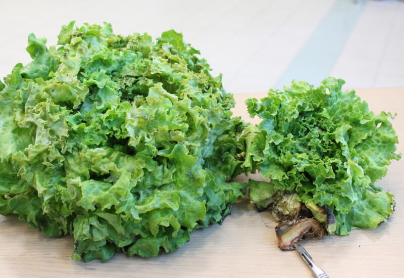 La forme vasculaire de la fusariose de la salade induit des retards de croissance et des jaunissements.