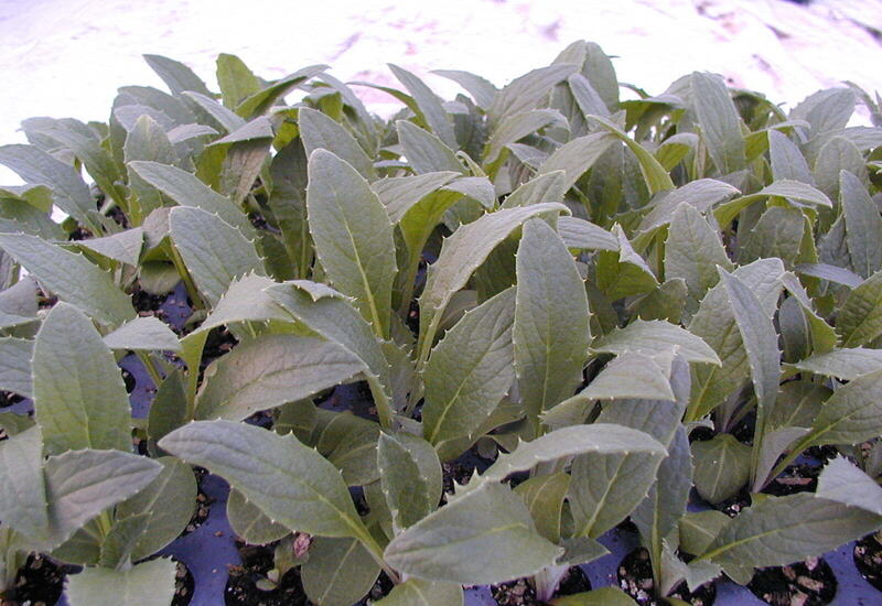 Les plants sont élevés à 16-18°C pour une plantation idéalement début mai.
