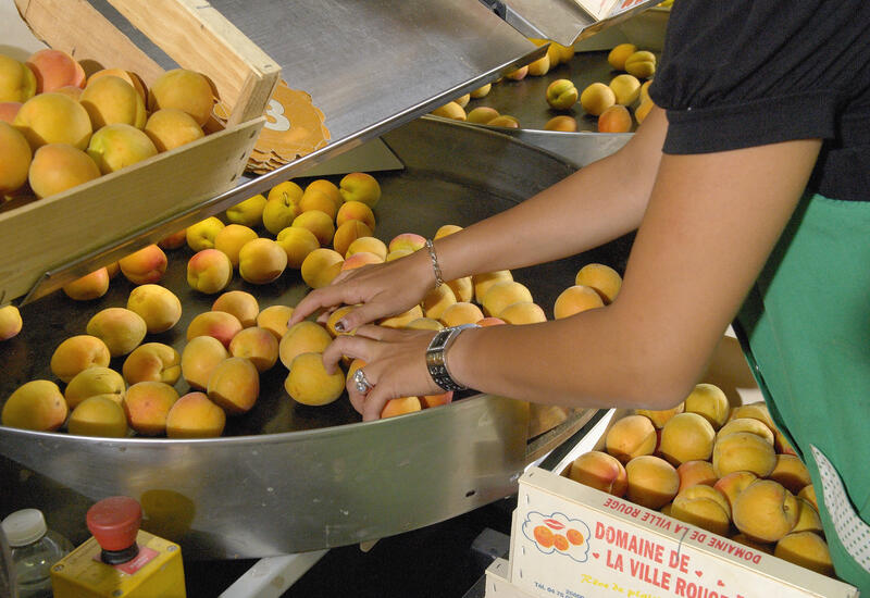 Arboriculture fruitière dans la Drôme . Tri, calibrage, conditionnement et mise en cageots d' abricots fraîchement cueillis . Production de fruits . Emploi saisonnier . Salariée . Travail estival . Mains et bijoux .