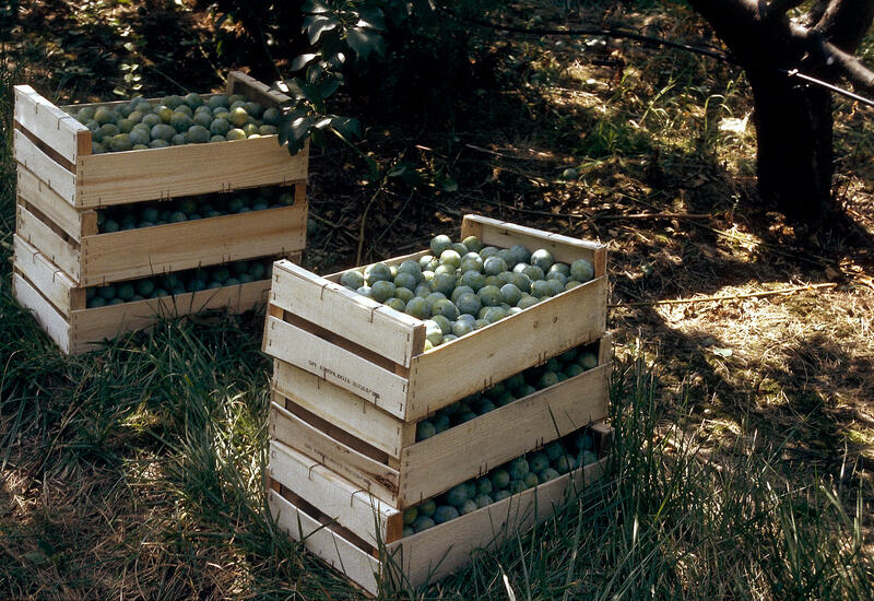 Fruits / Arboriculture / Récolte / Caisses de prunes Reine-Claude dans un verger