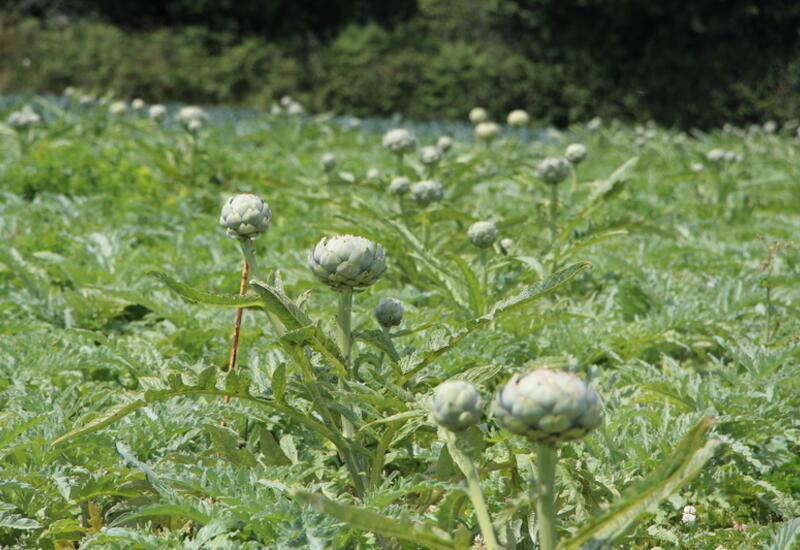 La Bretagne assure 60-65 % de la production française d’artichaut.