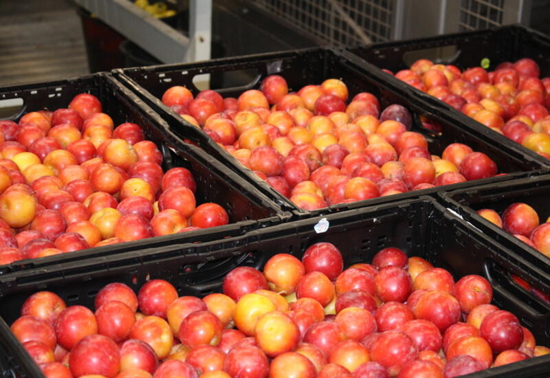 Au pic de la production, 200 tonnes de prunes doivent être expédiées par jour.