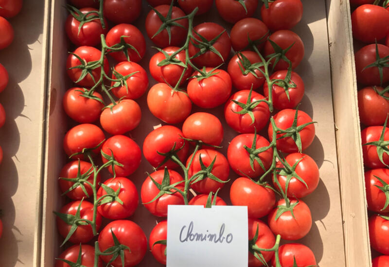 Tomate grappe : six nouvelles variétés pour le Sud-Est