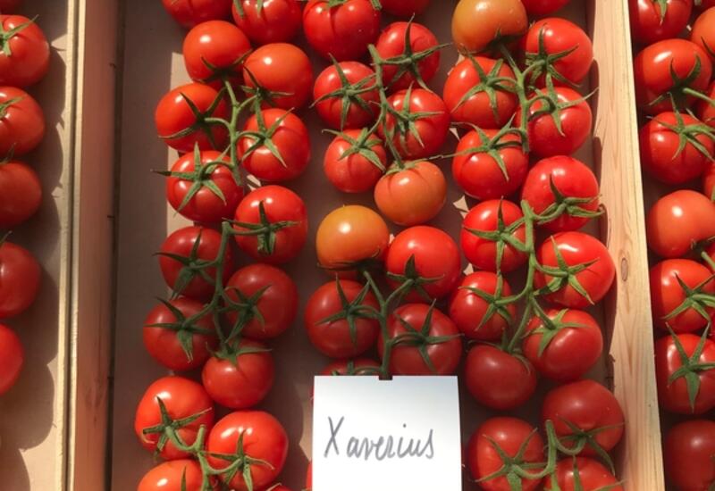 Tomate grappe : six nouvelles variétés pour le Sud-Est