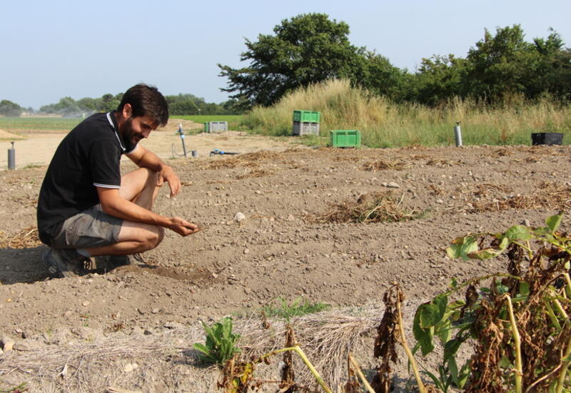 L’essai de maraîchage en sol vivant a donné de bons résultats pour les cultures plantées.