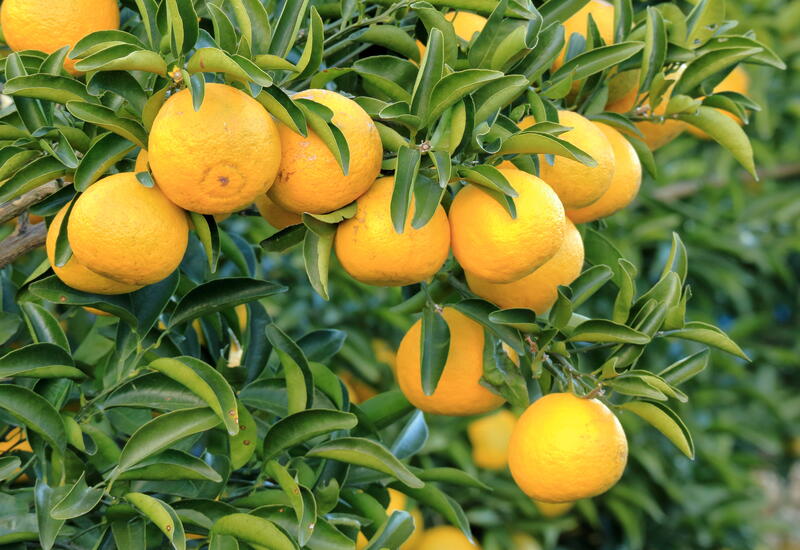 CITRON JAUNE tas espagne cat 2 - Agrumes - Fruits/BIO - Au jardin