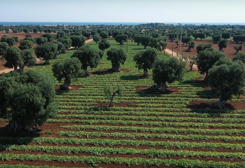 Plantations de barattiere au milieu des oliviers.