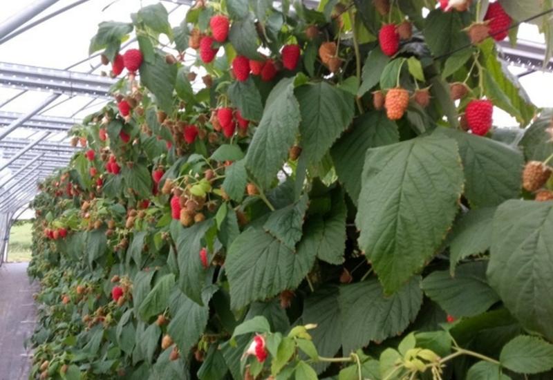 Petits fruits rouges : Sicoly veut répondre à la demande en framboises et myrtilles